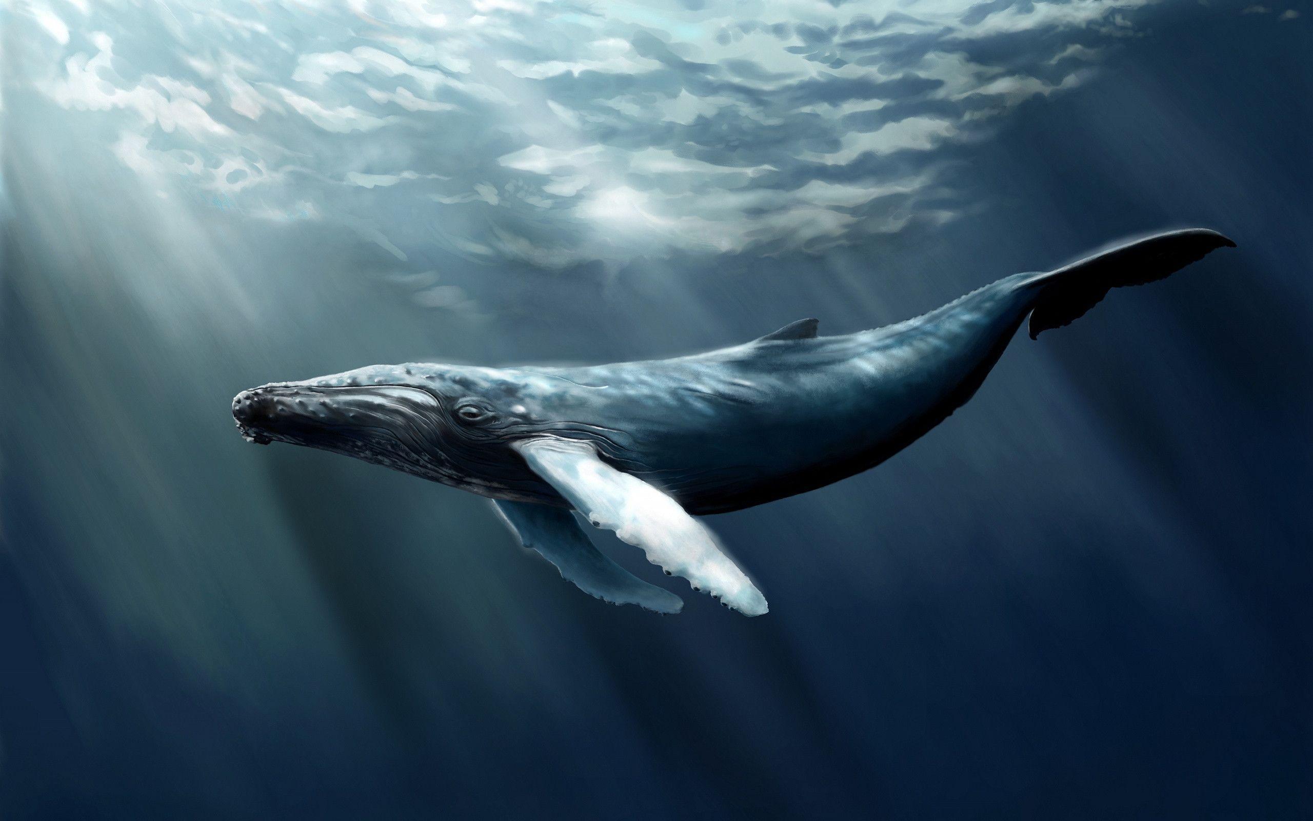 Whale Wallpapers