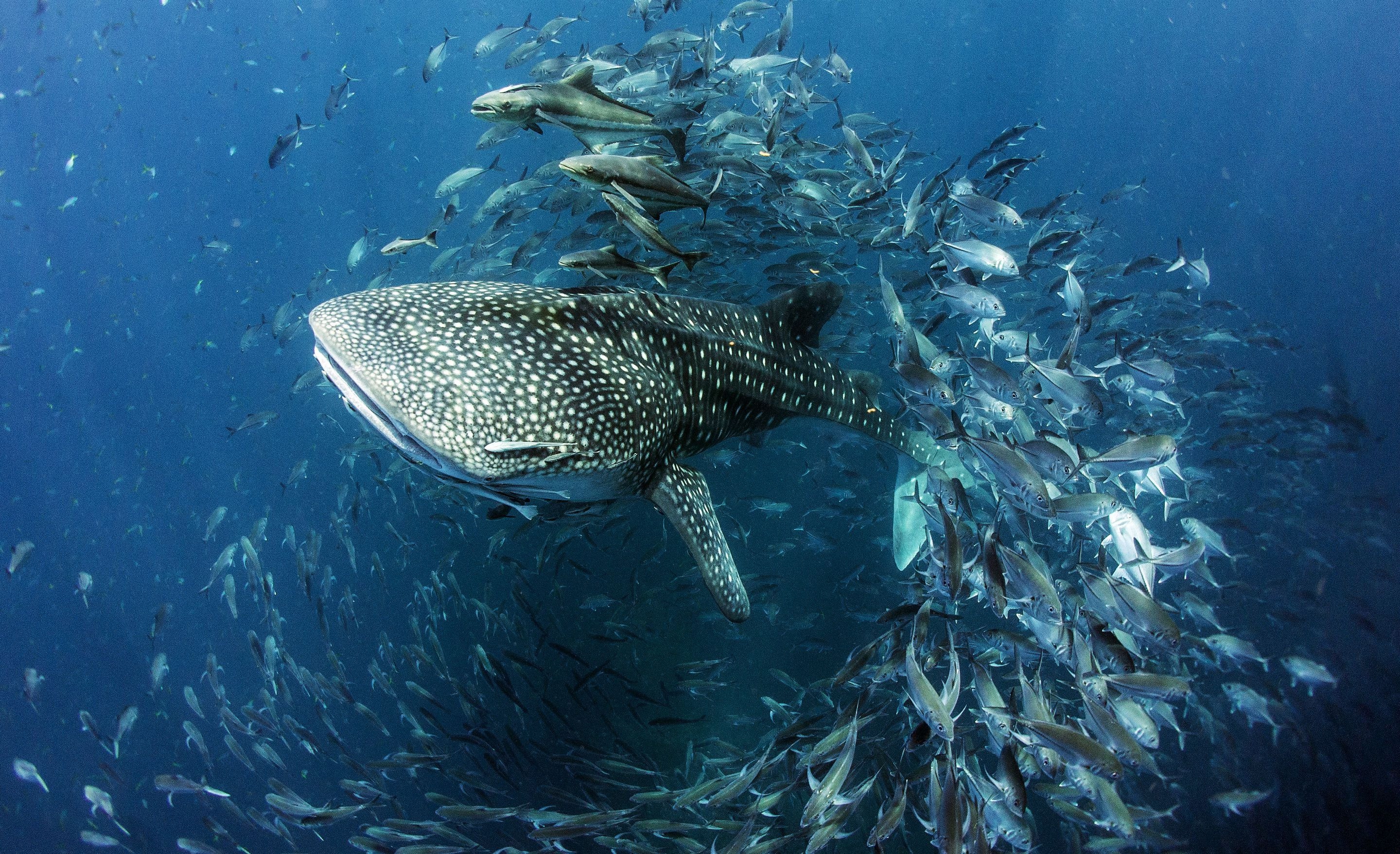 Whale Shark Wallpapers