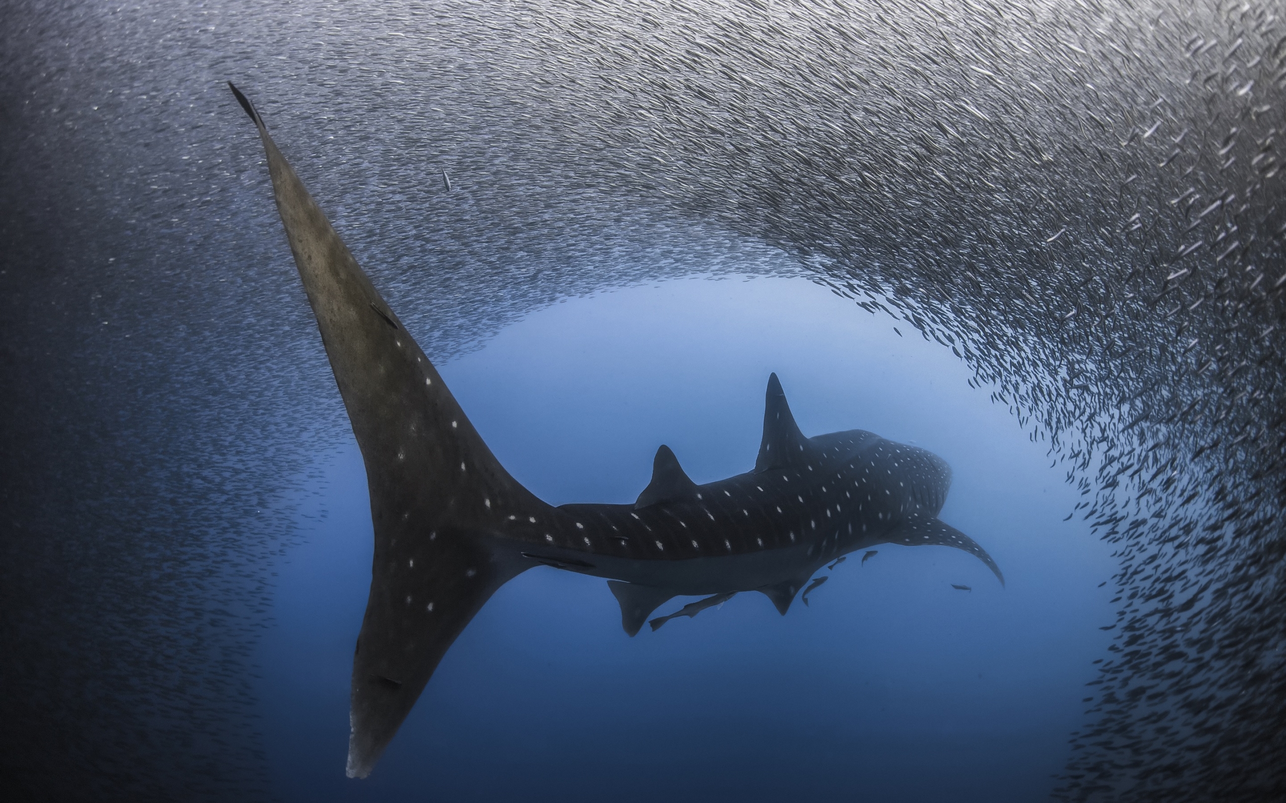 Whale Shark Wallpapers