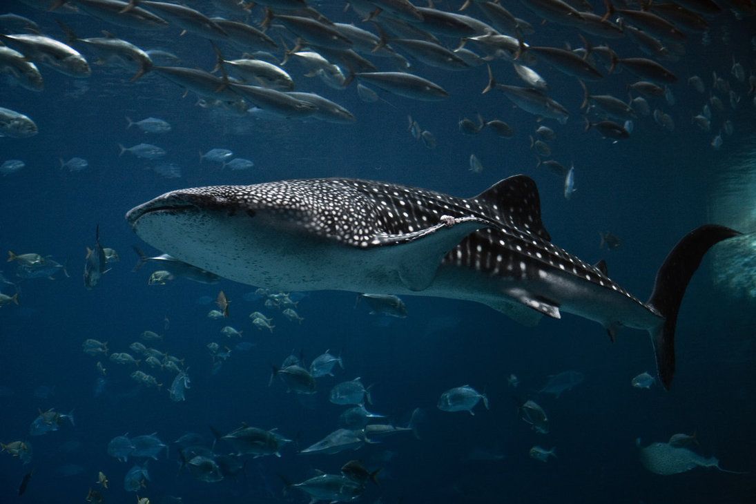 Whale Shark Wallpapers