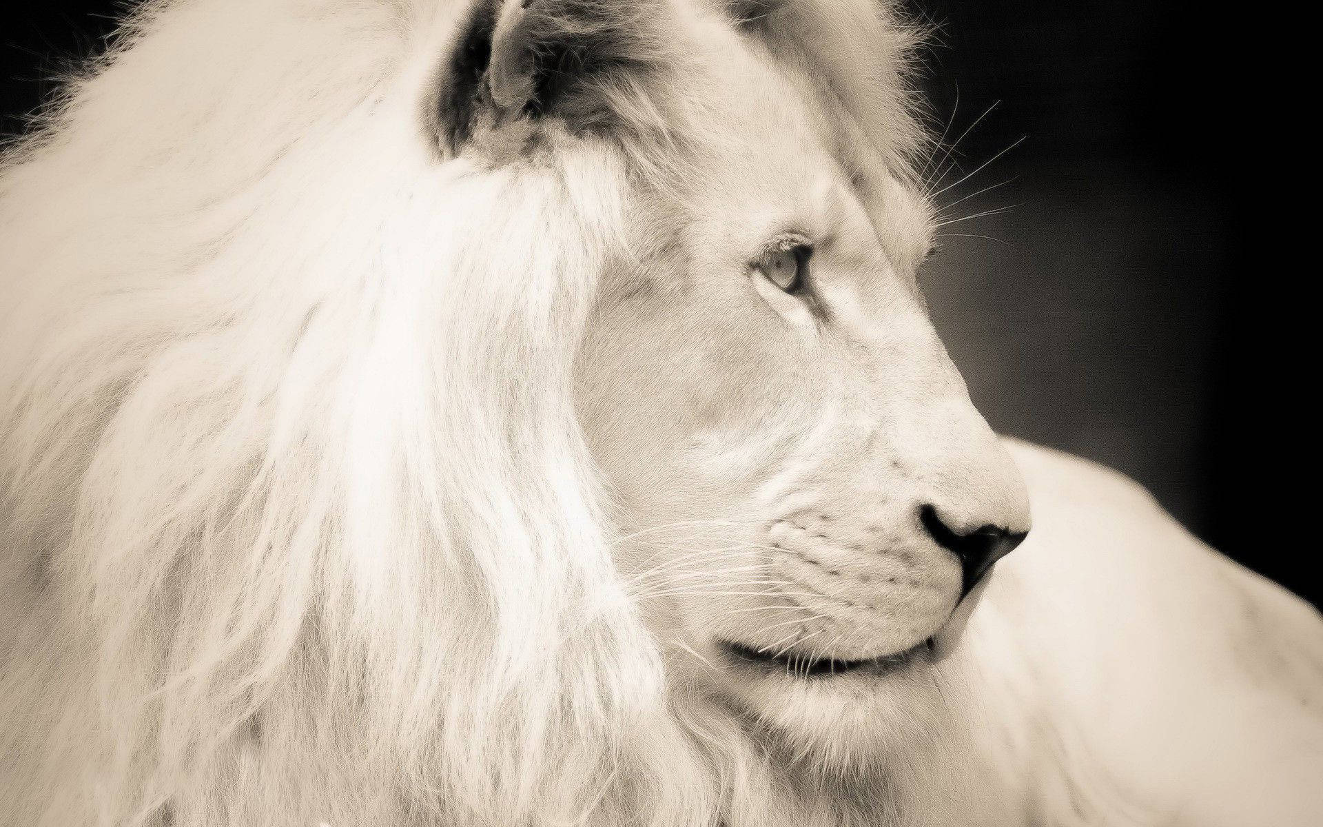 White Lion Wallpapers