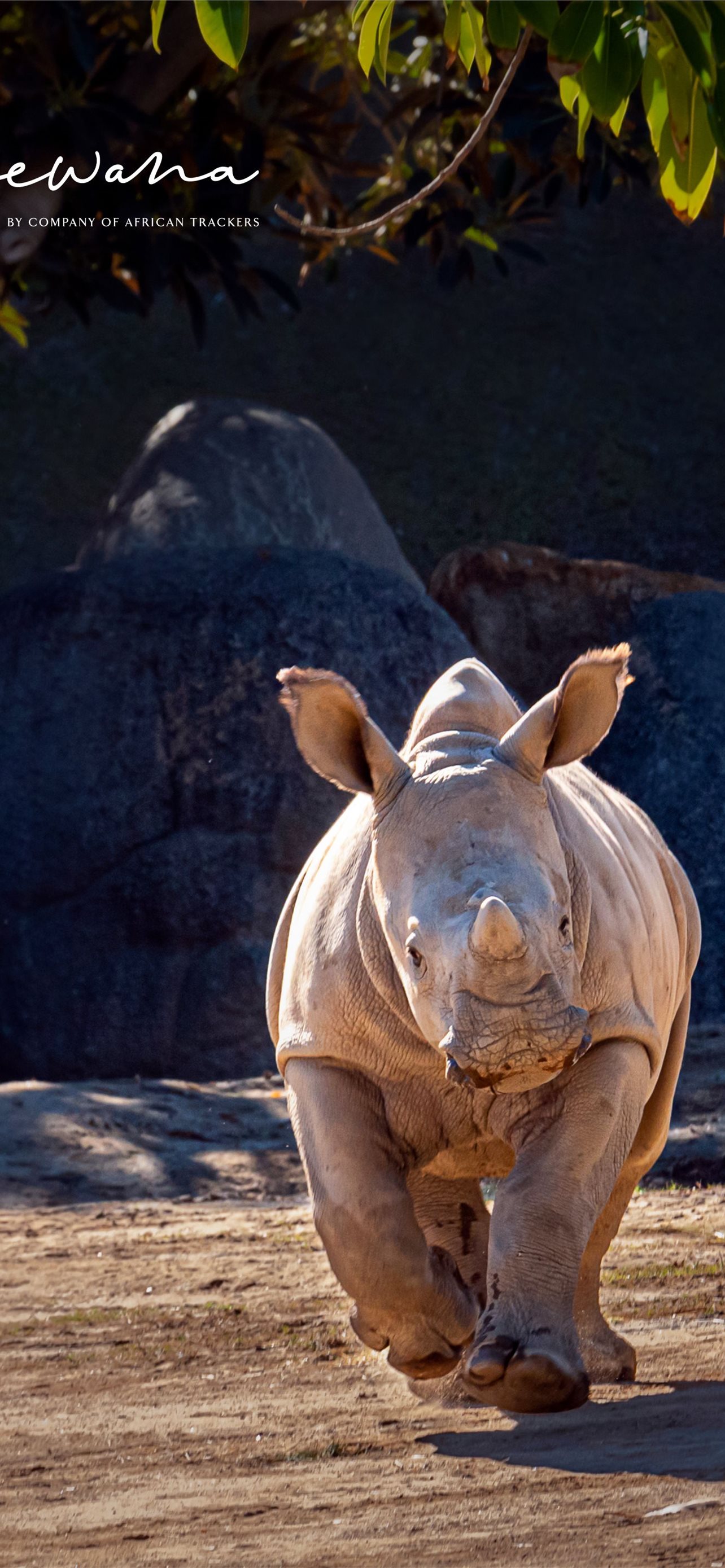 White Rhinoceros Wallpapers