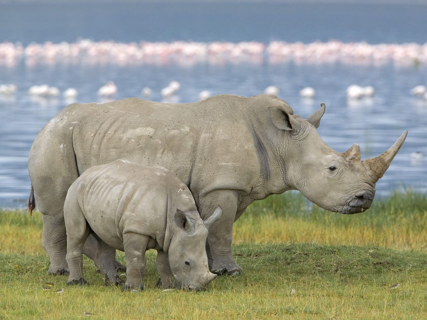 White Rhinoceros Wallpapers