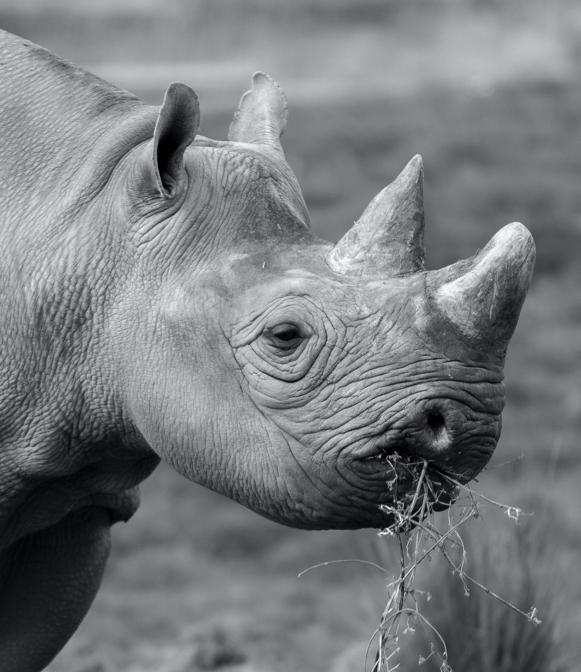 White Rhinoceros Wallpapers