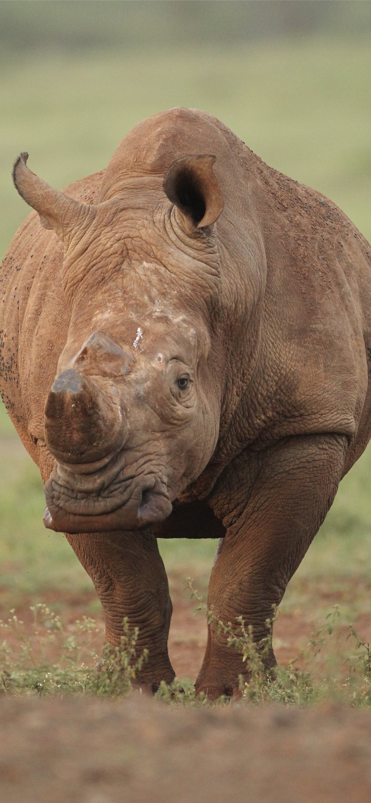 White Rhinoceros Wallpapers