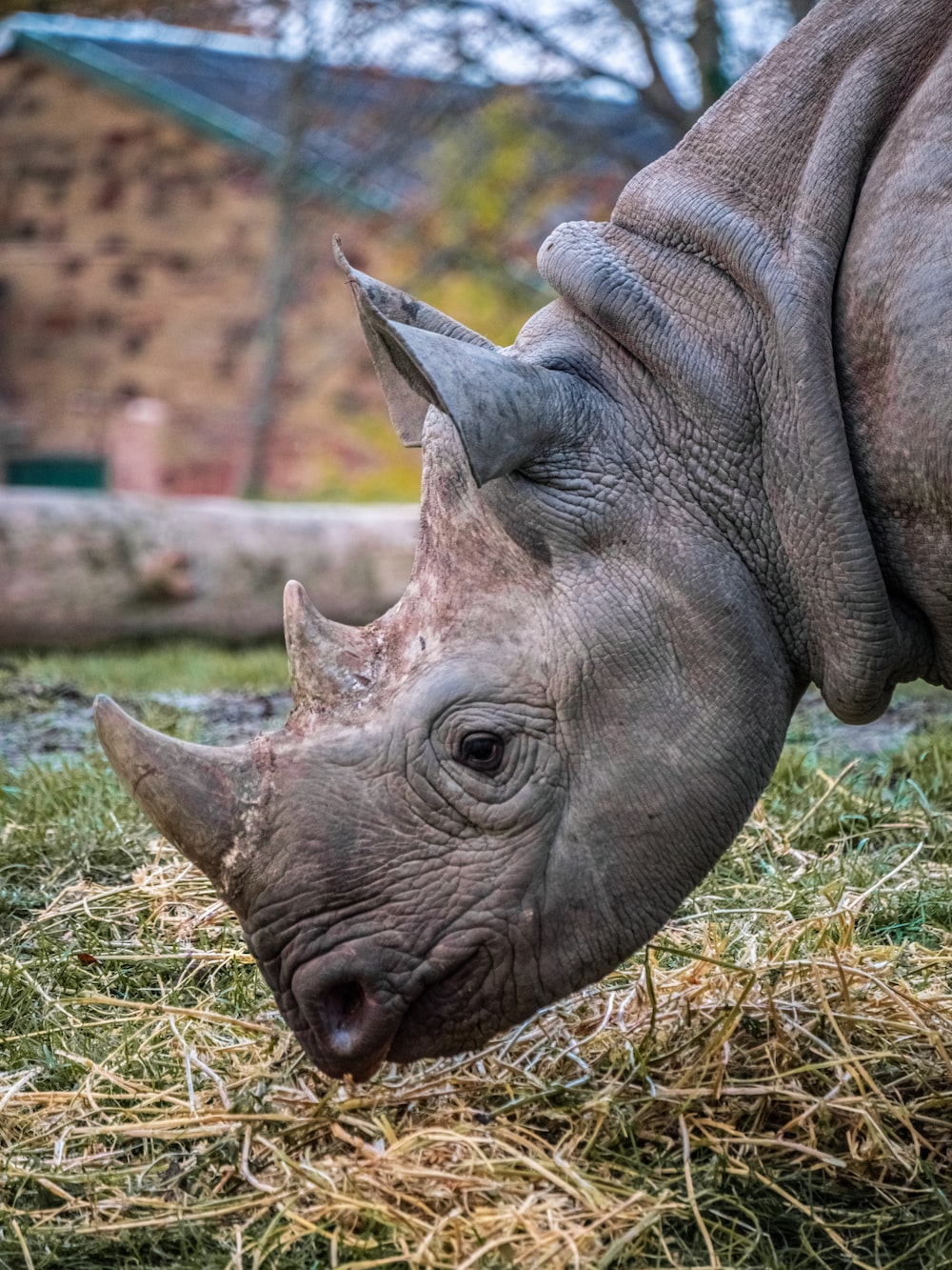 White Rhinoceros Wallpapers