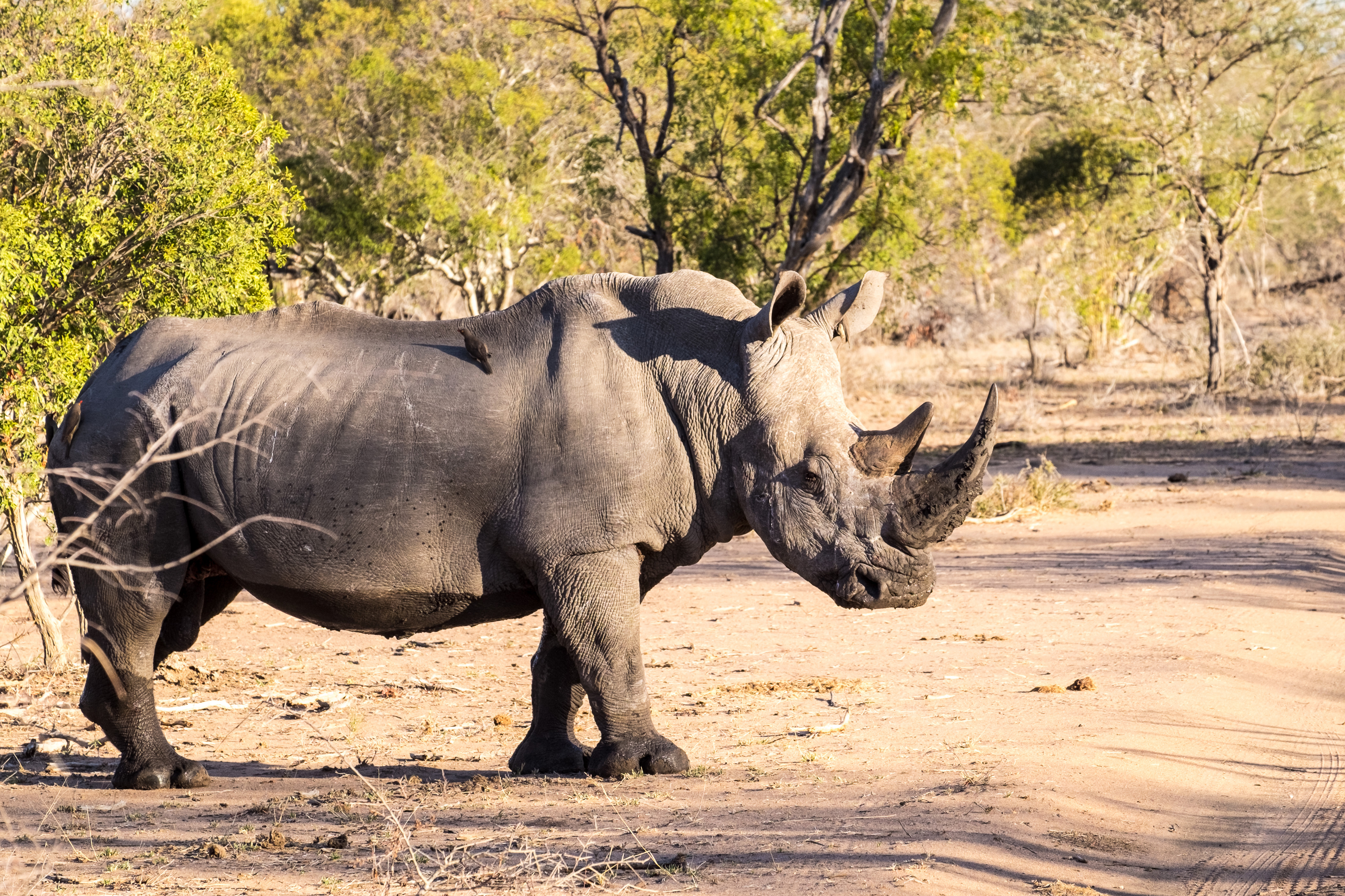 White Rhinoceros Wallpapers