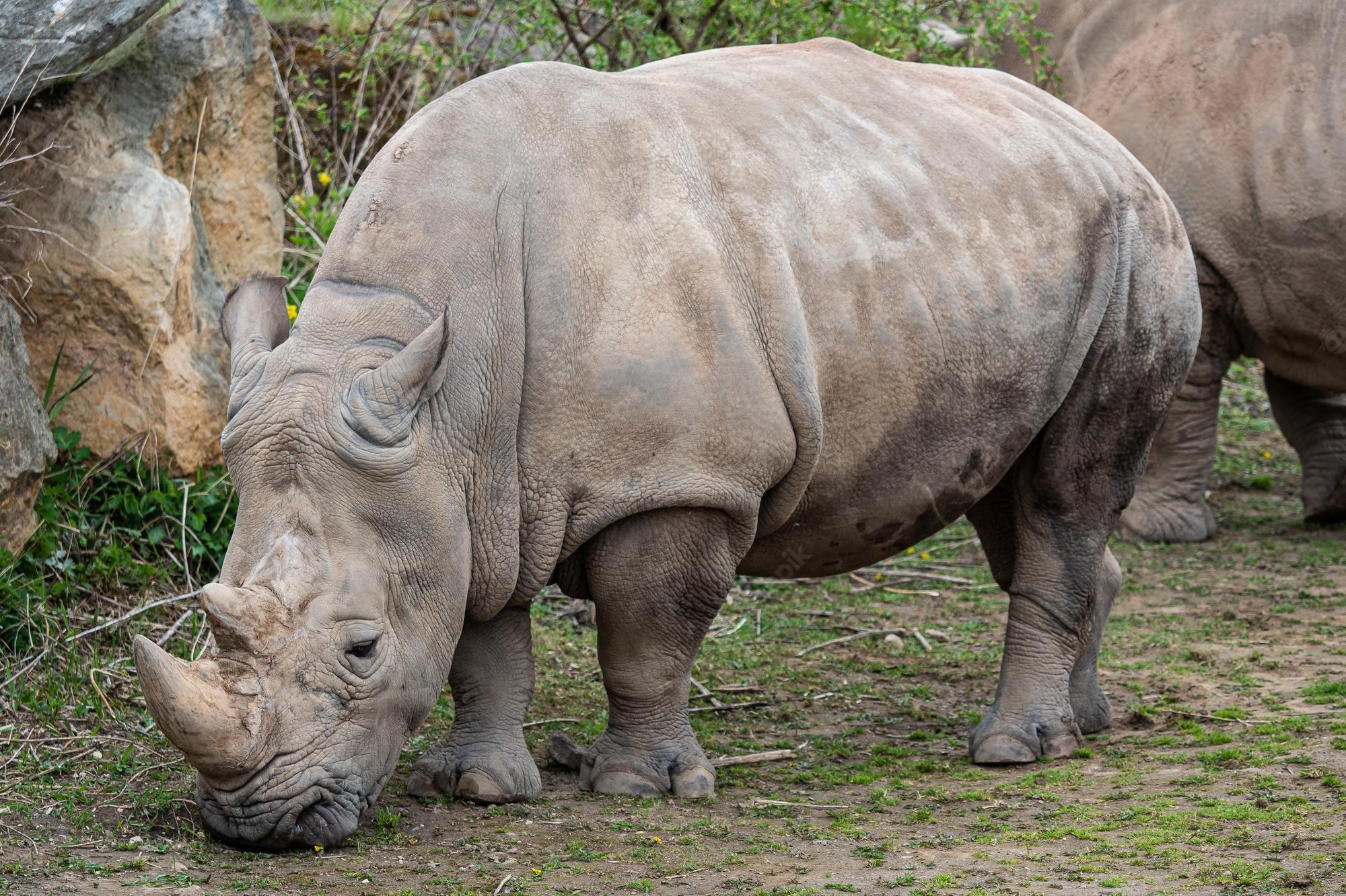 White Rhinoceros Wallpapers