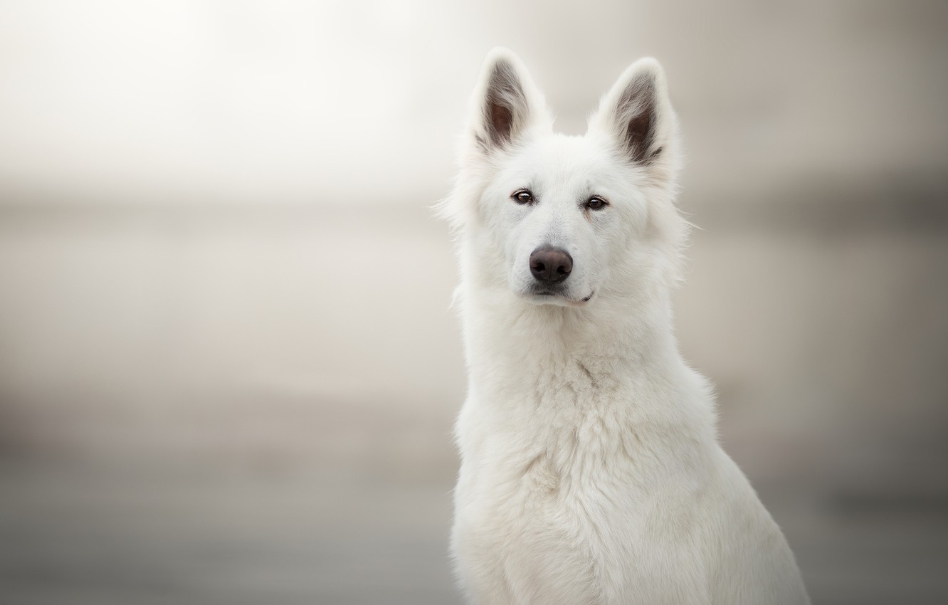 White Shepherd Wallpapers