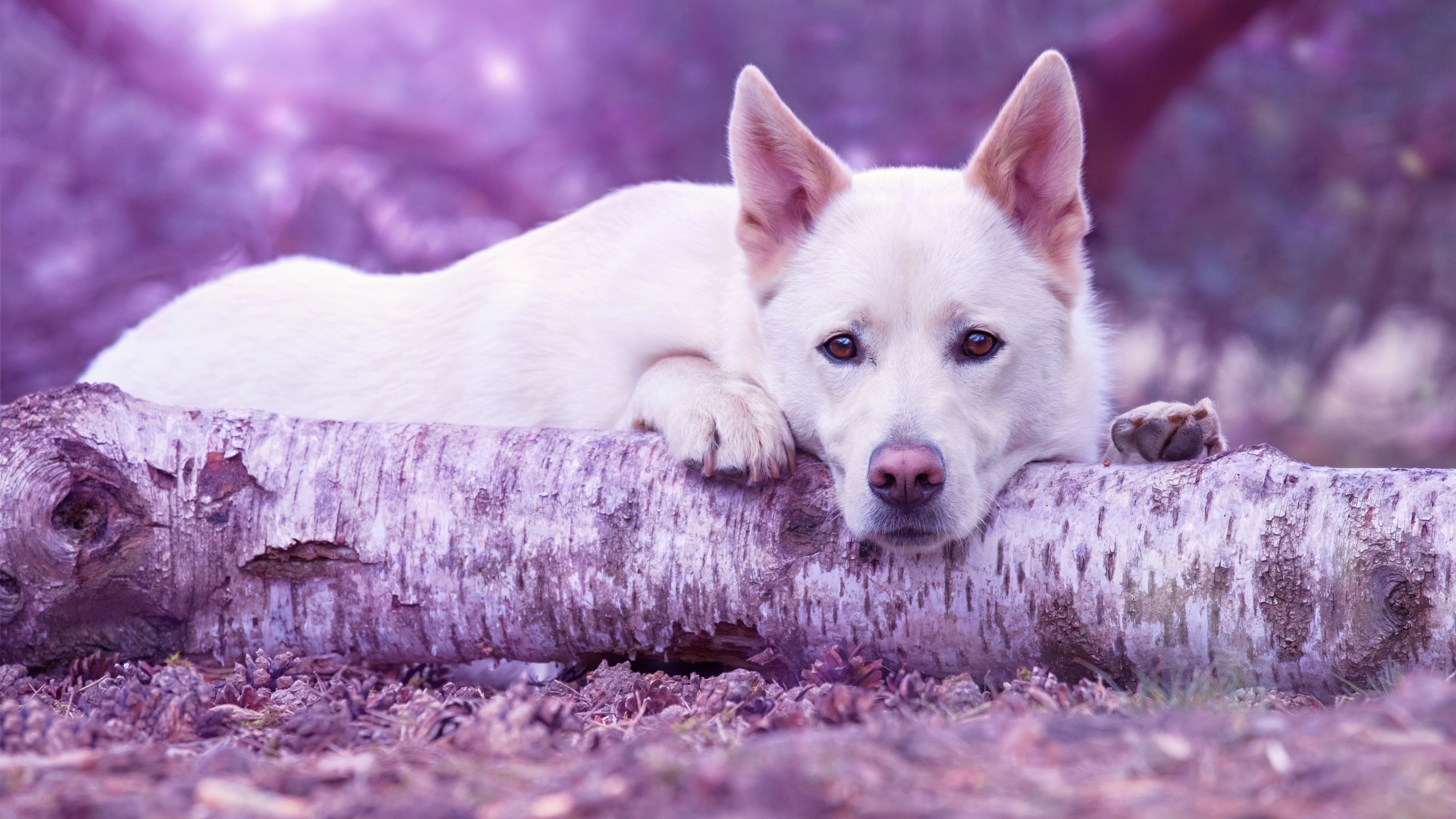 White Shepherd Wallpapers