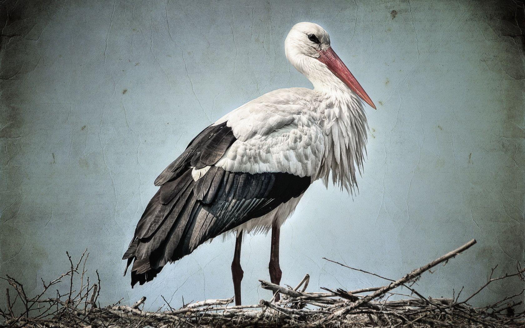 White Stork Wallpapers