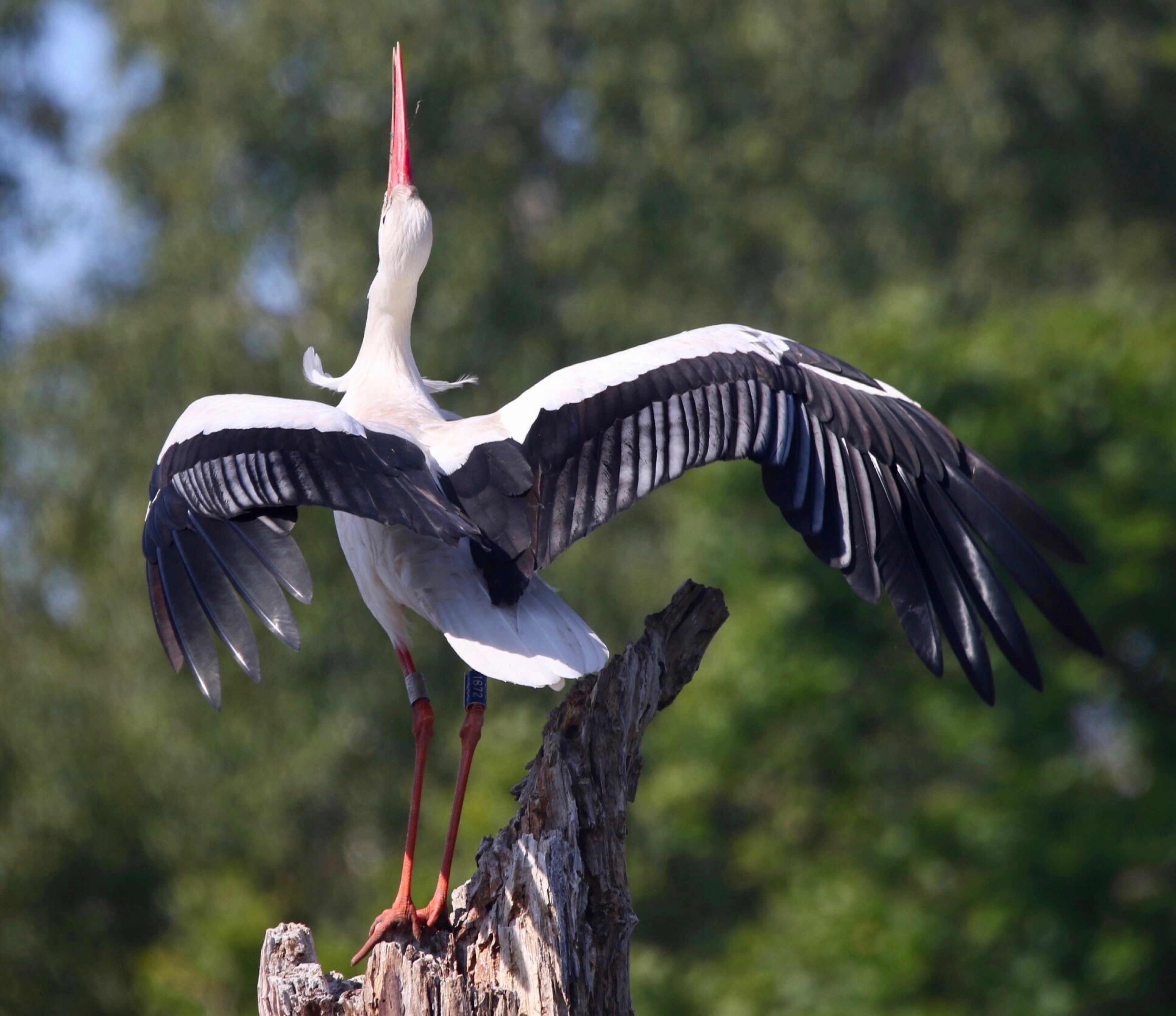 White Stork Wallpapers