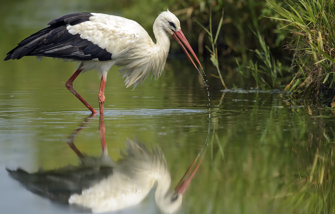 White Stork Wallpapers