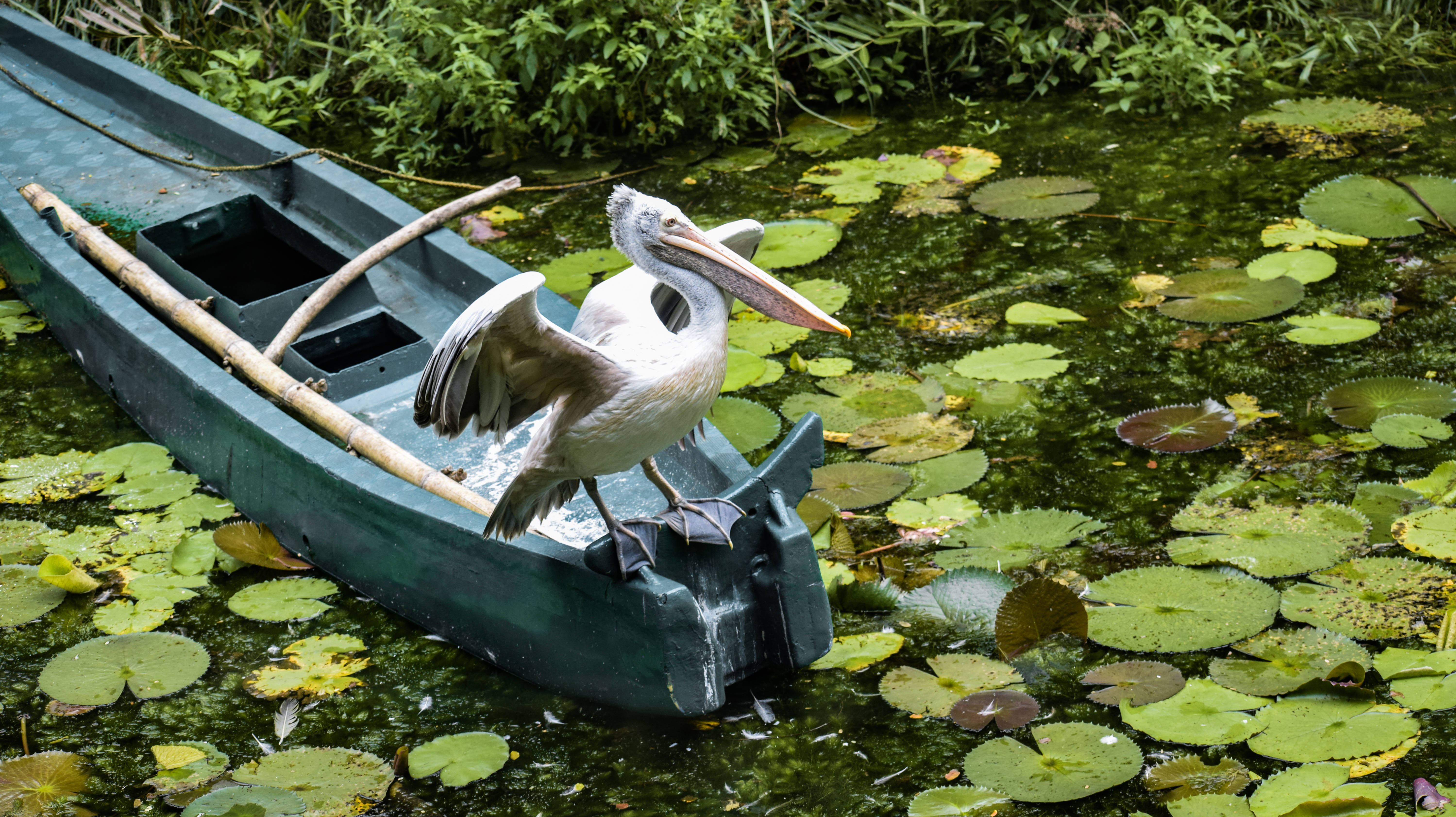 White Stork Wallpapers