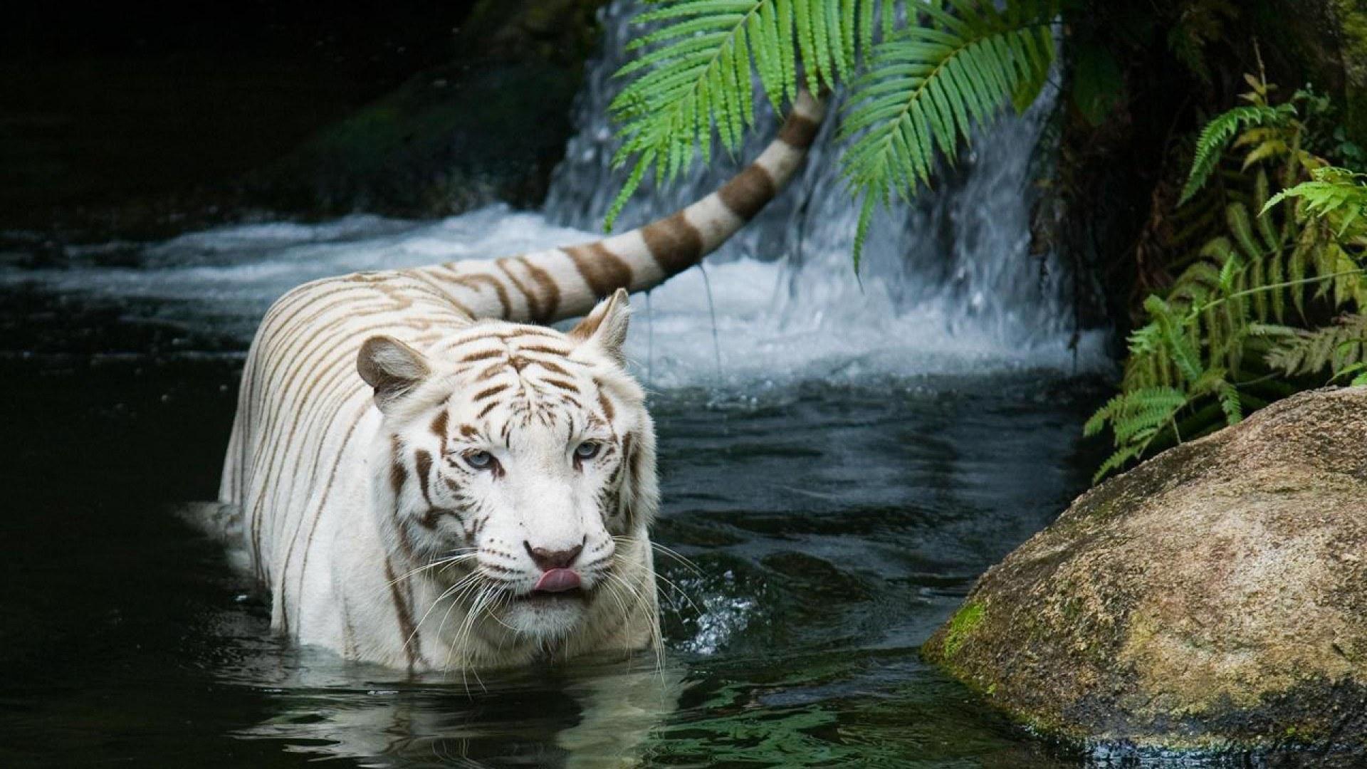 White Tiger Wallpapers