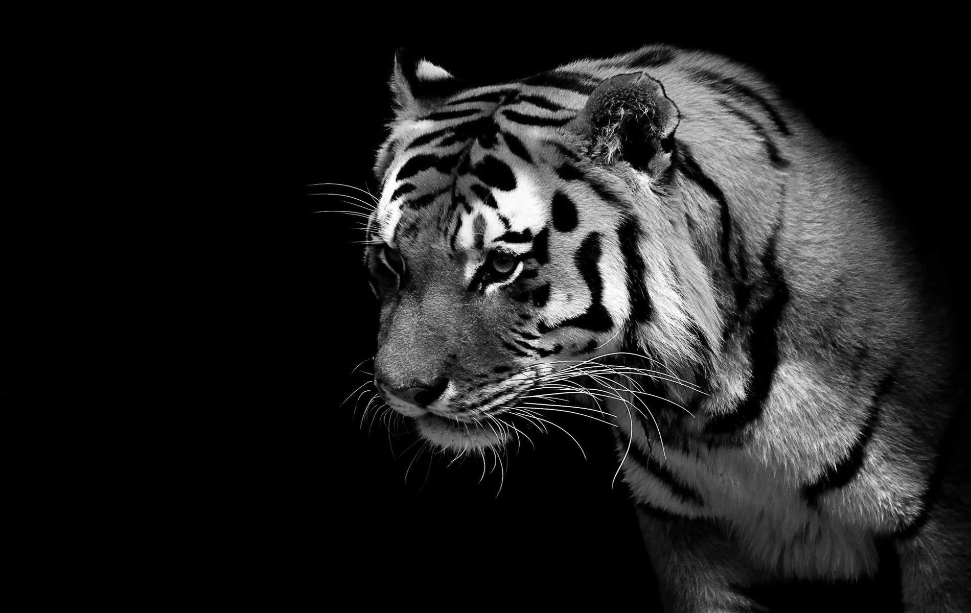 White Tiger Wallpapers