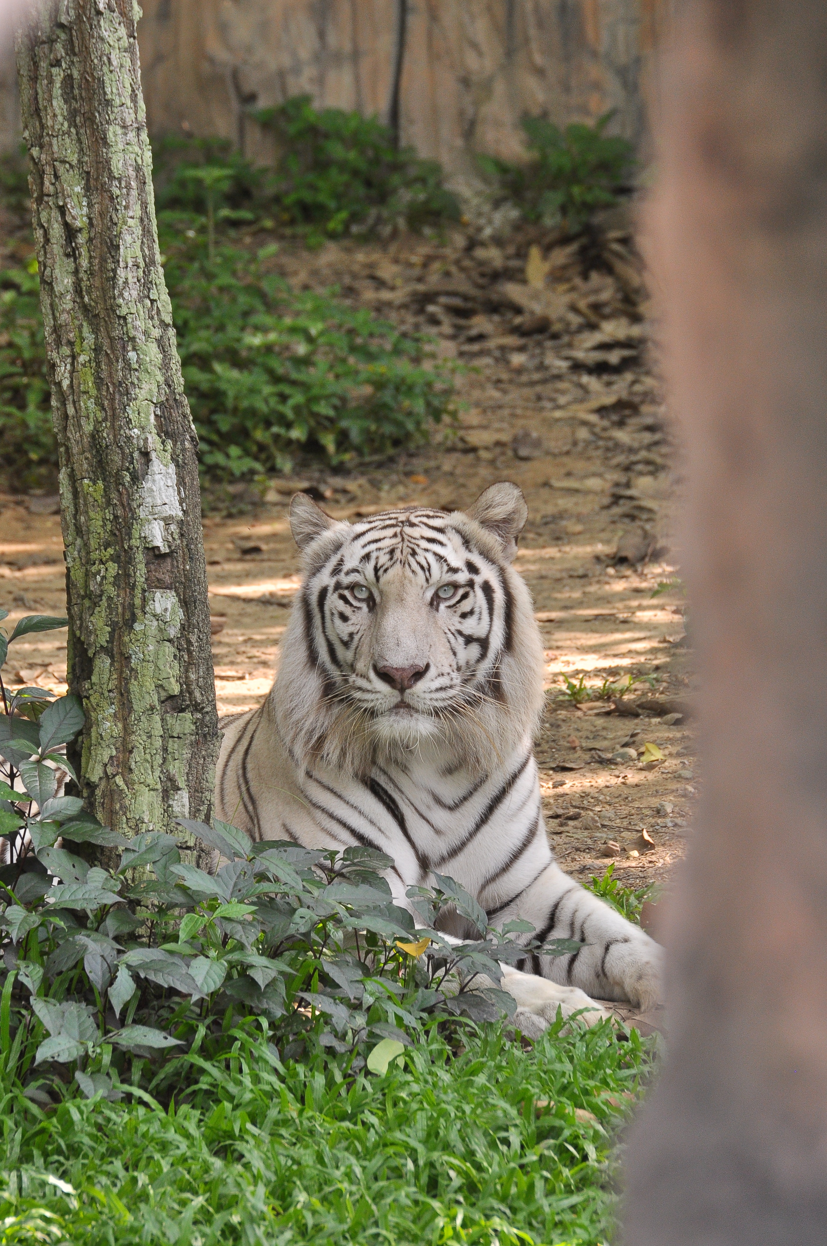 White Tiger Wallpapers