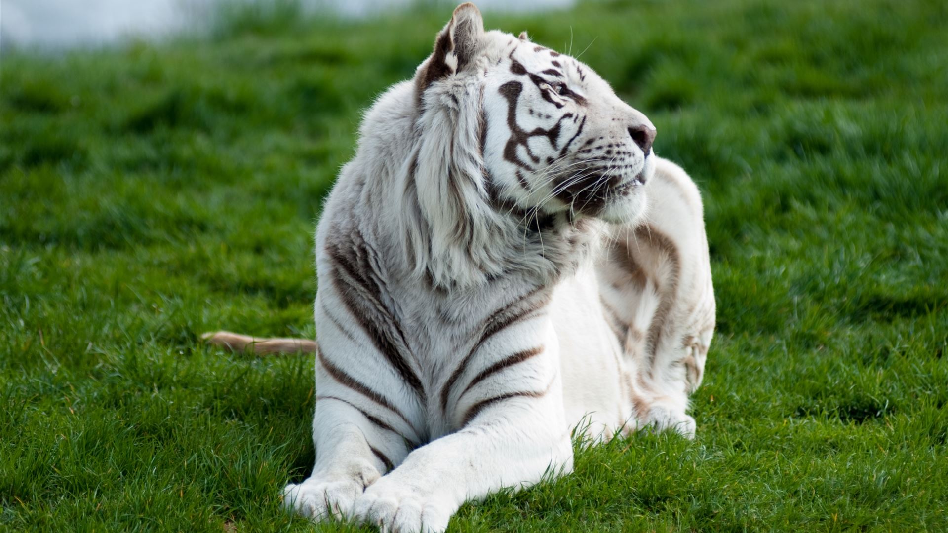 White Tiger Wallpapers