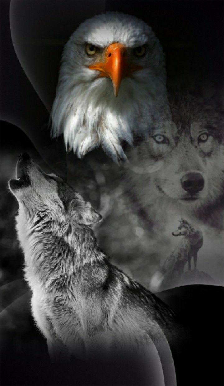 Wolf And Eagle Pictures Wallpapers