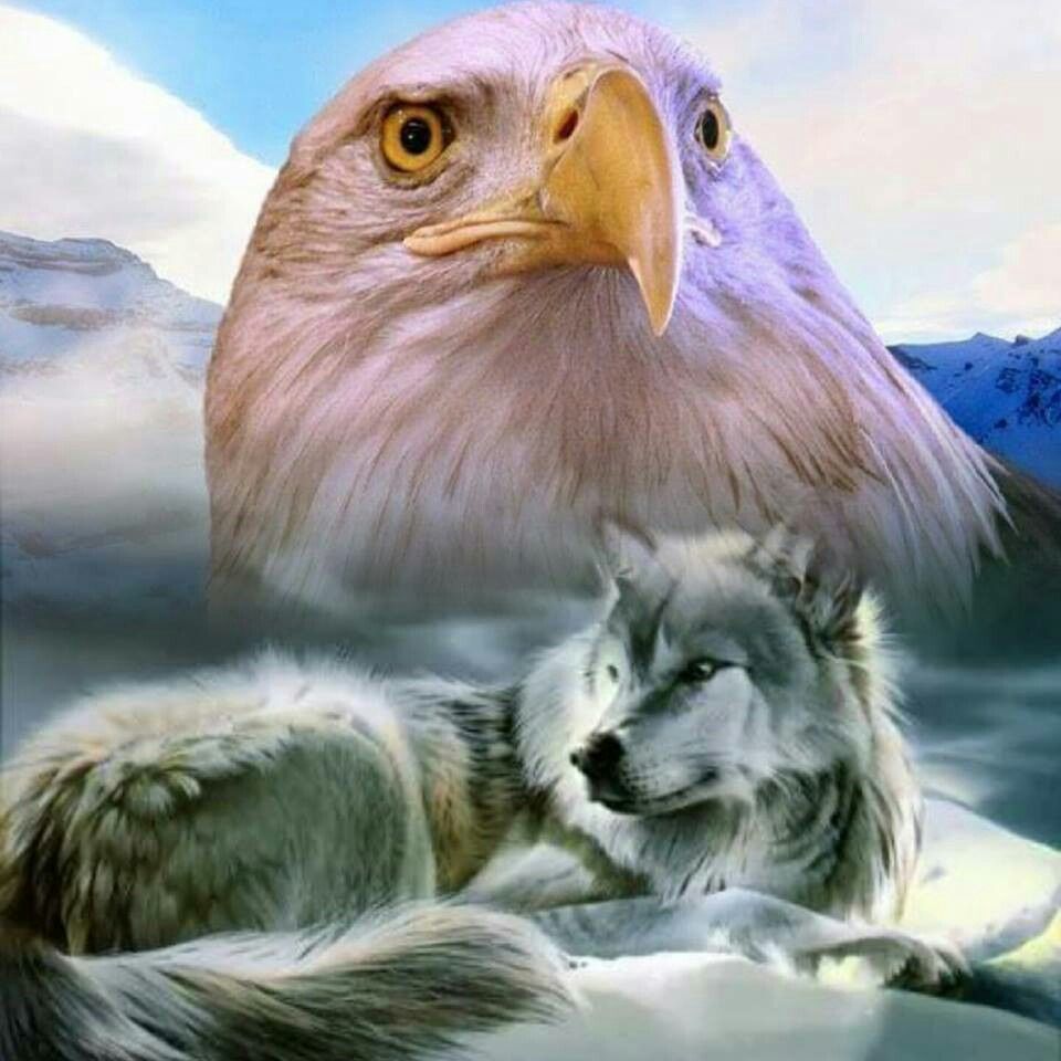 Wolf And Eagle Pictures Wallpapers