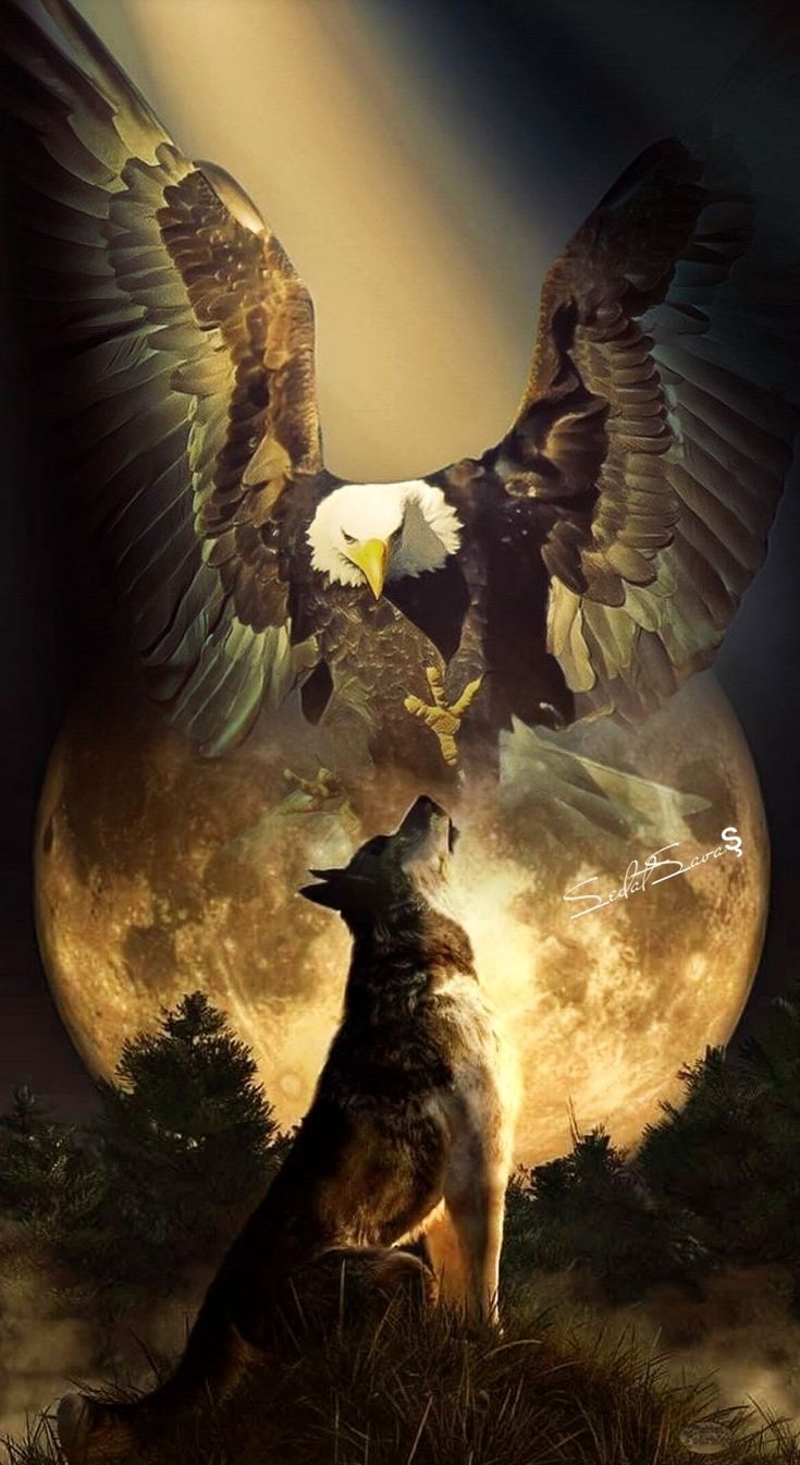 Wolf And Eagle Pictures Wallpapers