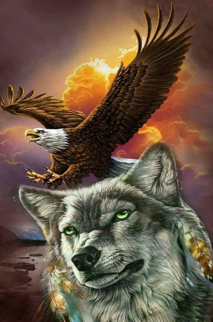 Wolf And Eagle Pictures Wallpapers