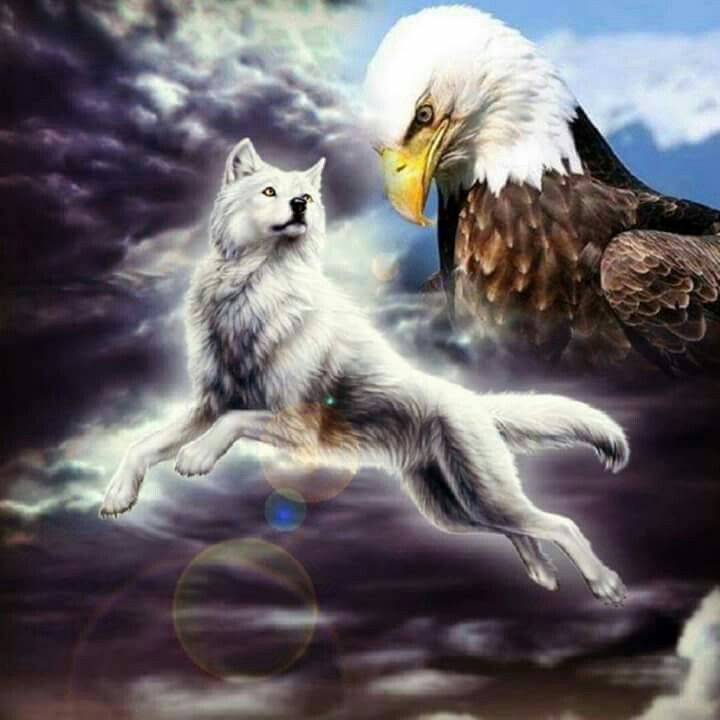 Wolf And Eagle Pictures Wallpapers