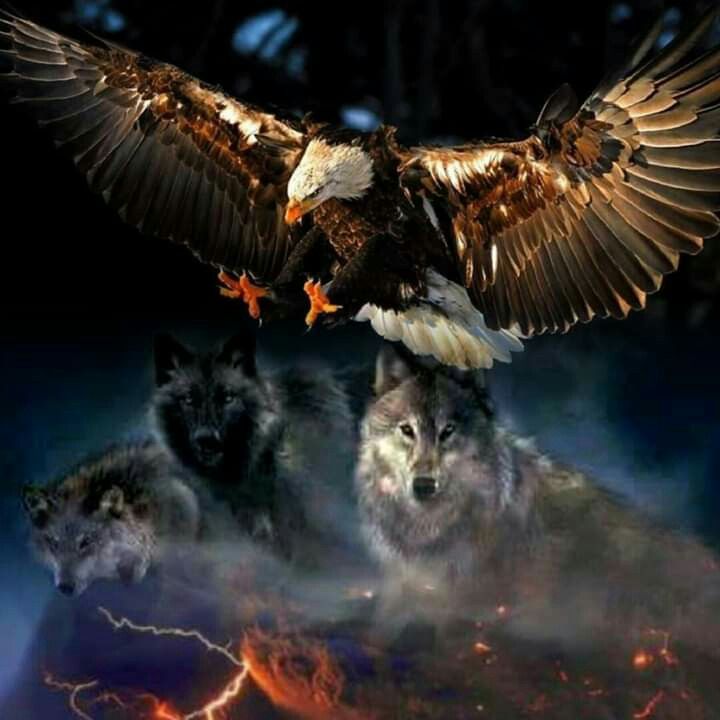 Wolf And Eagle Pictures Wallpapers