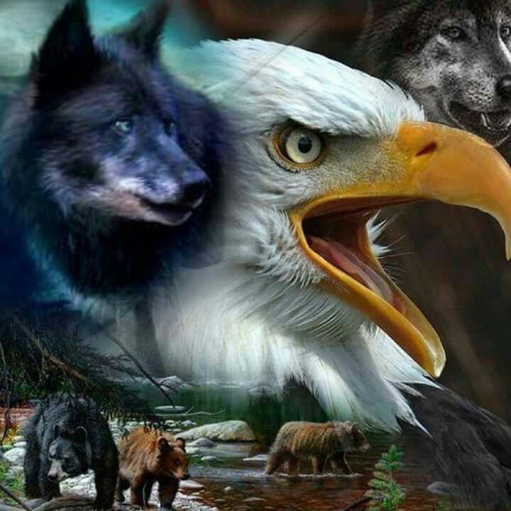 Wolf And Eagle Pictures Wallpapers