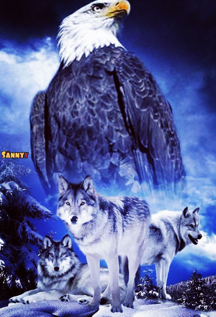 Wolf And Eagle Pictures Wallpapers