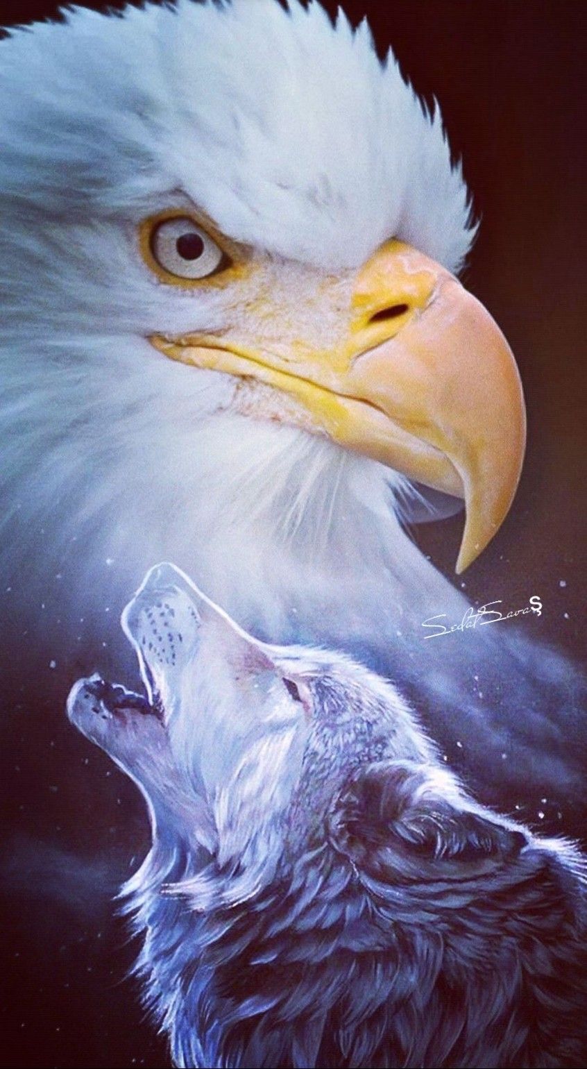 Wolf And Eagle Pictures Wallpapers