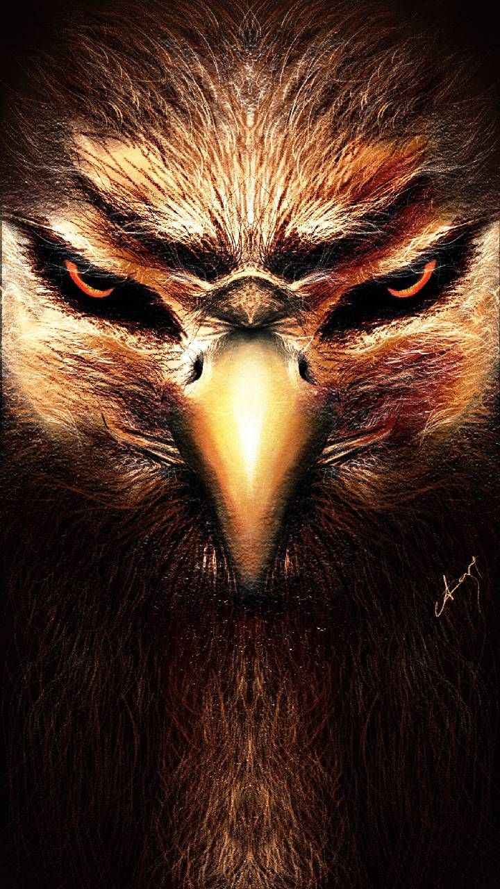 Wolf And Eagle Pictures Wallpapers