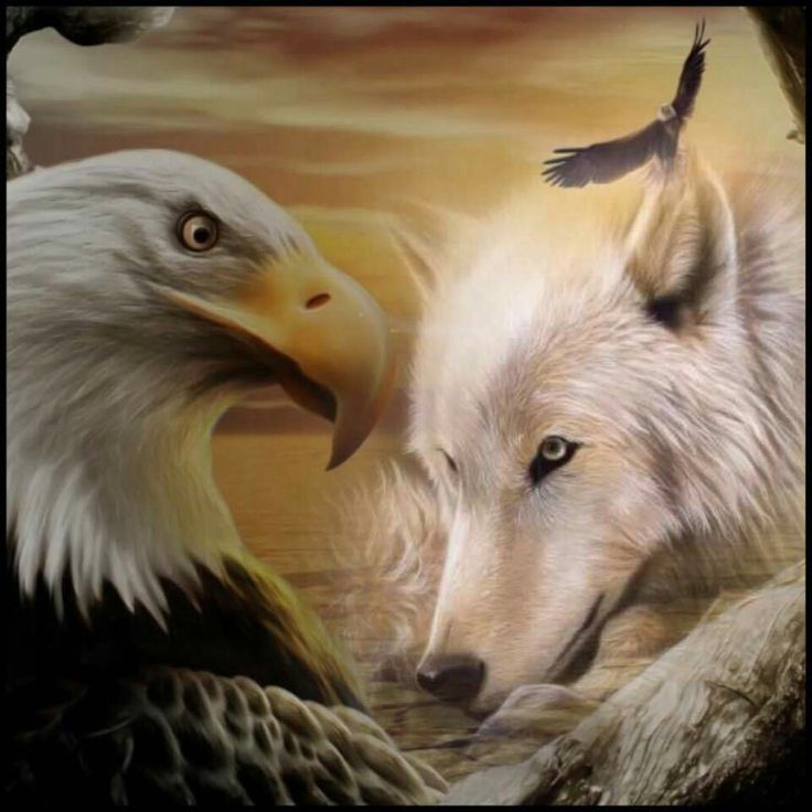 Wolf And Eagle Pictures Wallpapers