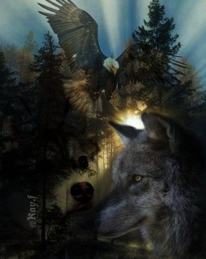 Wolf And Eagle Pictures Wallpapers