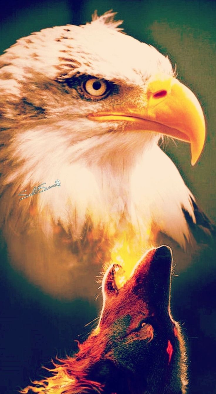 Wolf And Eagle Pictures Wallpapers