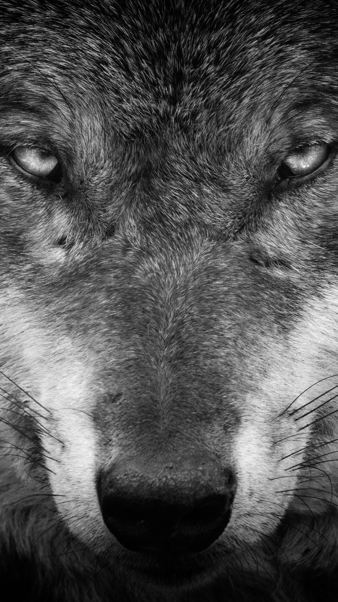 Wolf Android Wallpapers