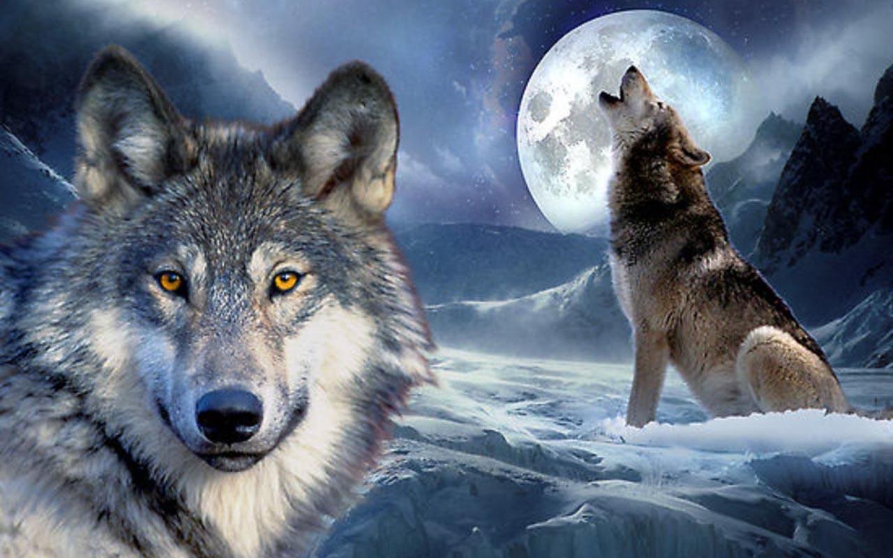 Wolf Android Wallpapers