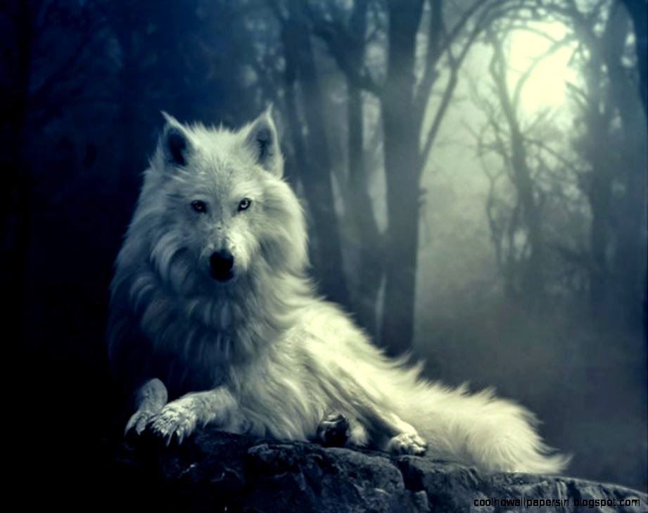 Wolf Android Wallpapers