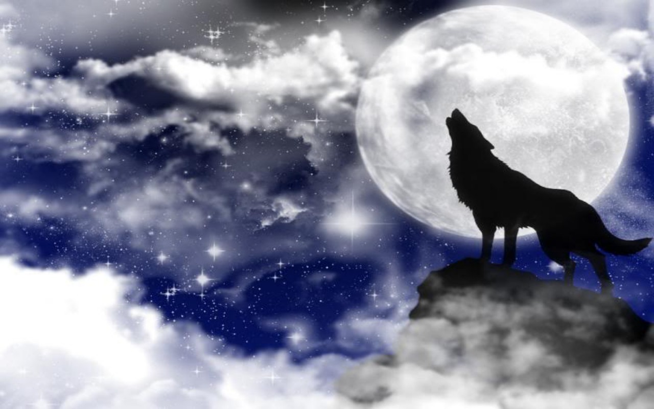 Wolf Howling Wallpapers