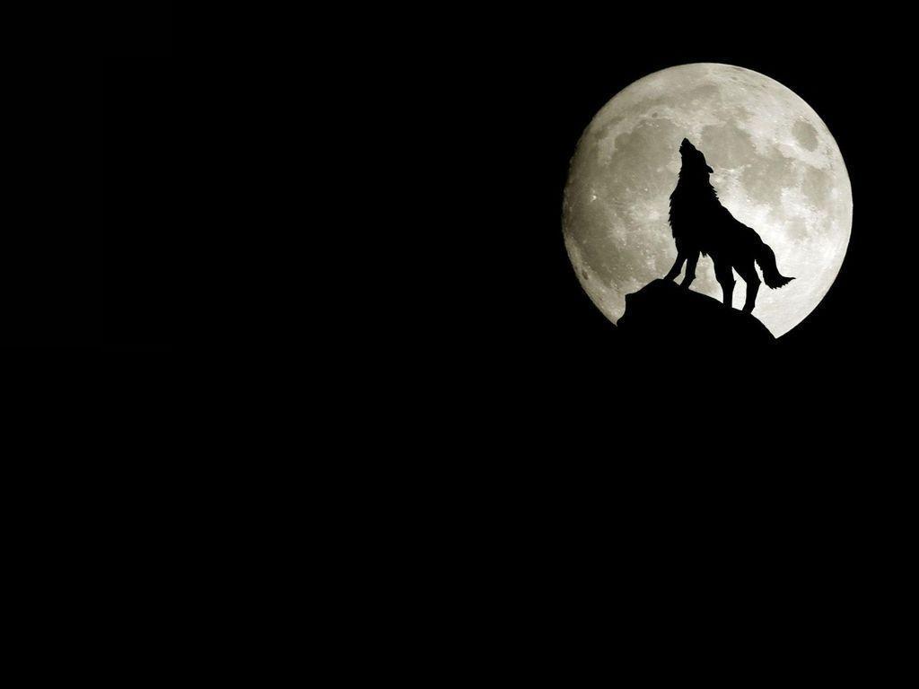 Wolf Howling Wallpapers