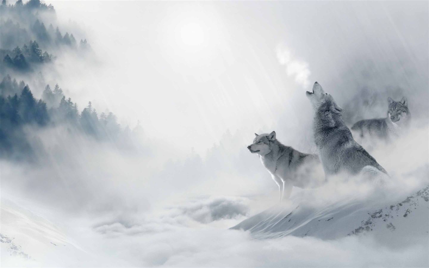 Wolf Howling Wallpapers