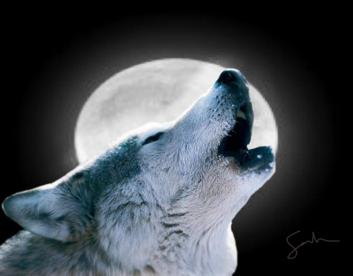 Wolf Howling At The Moon Wallpapers