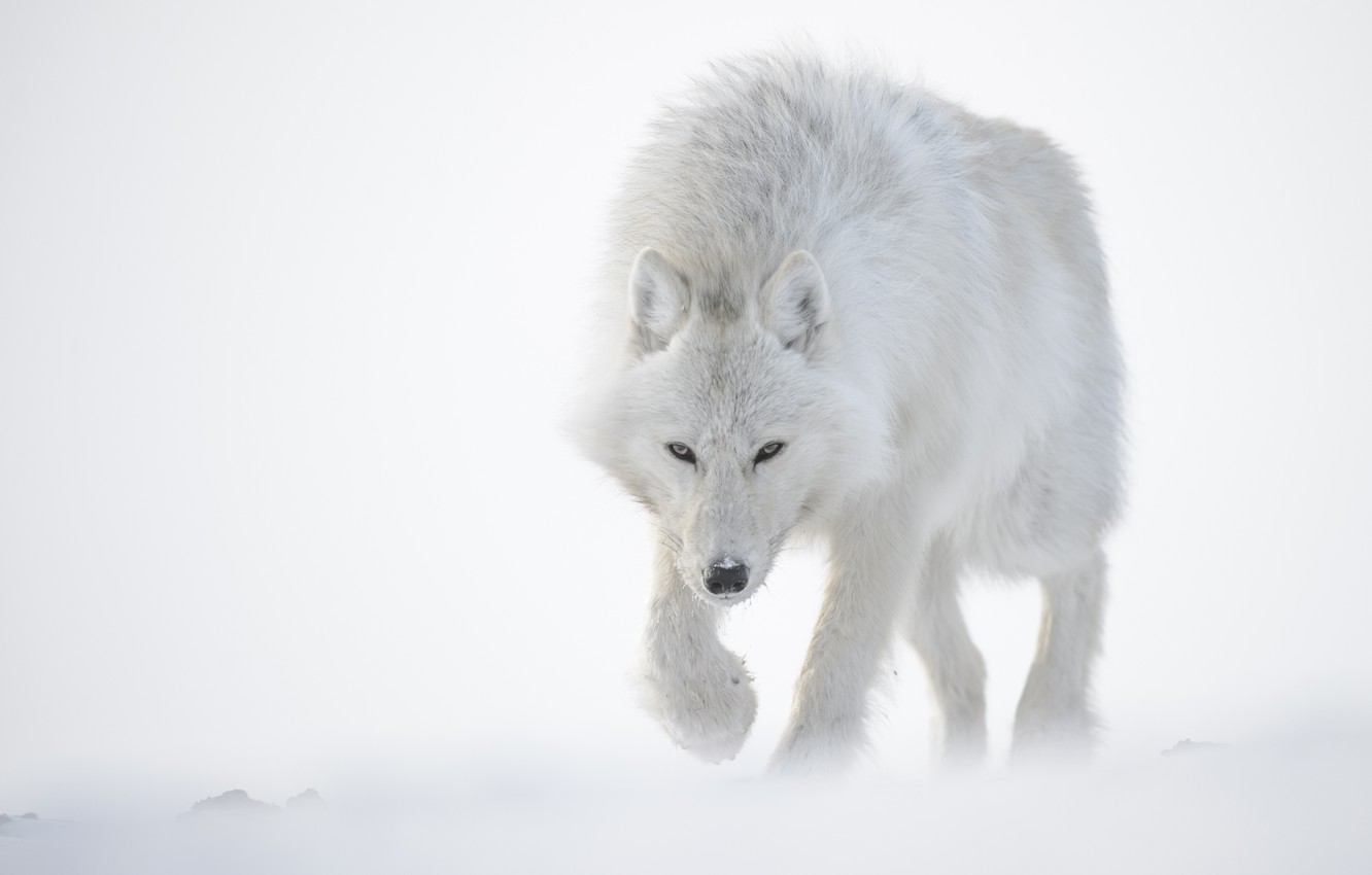 Wolf In Snow Wallpapers