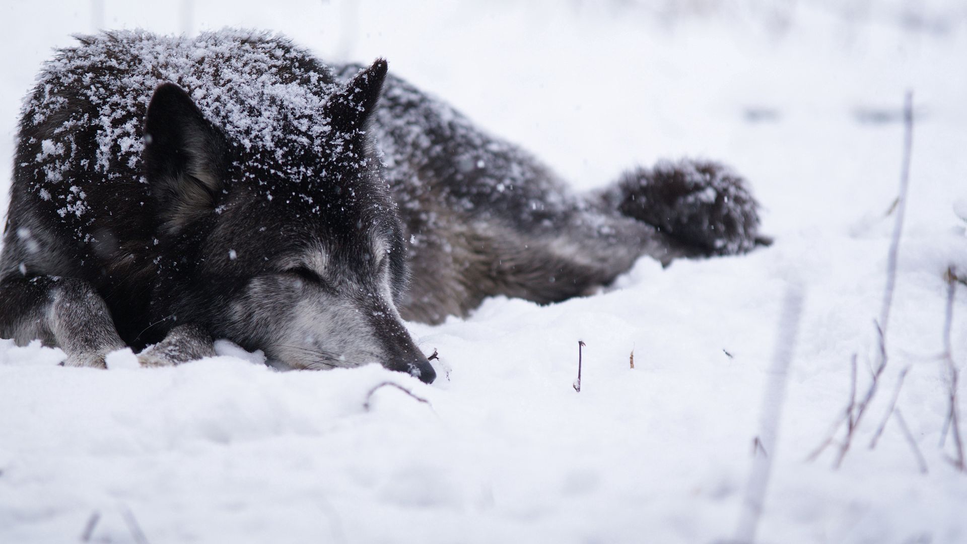 Wolf In Snow Wallpapers