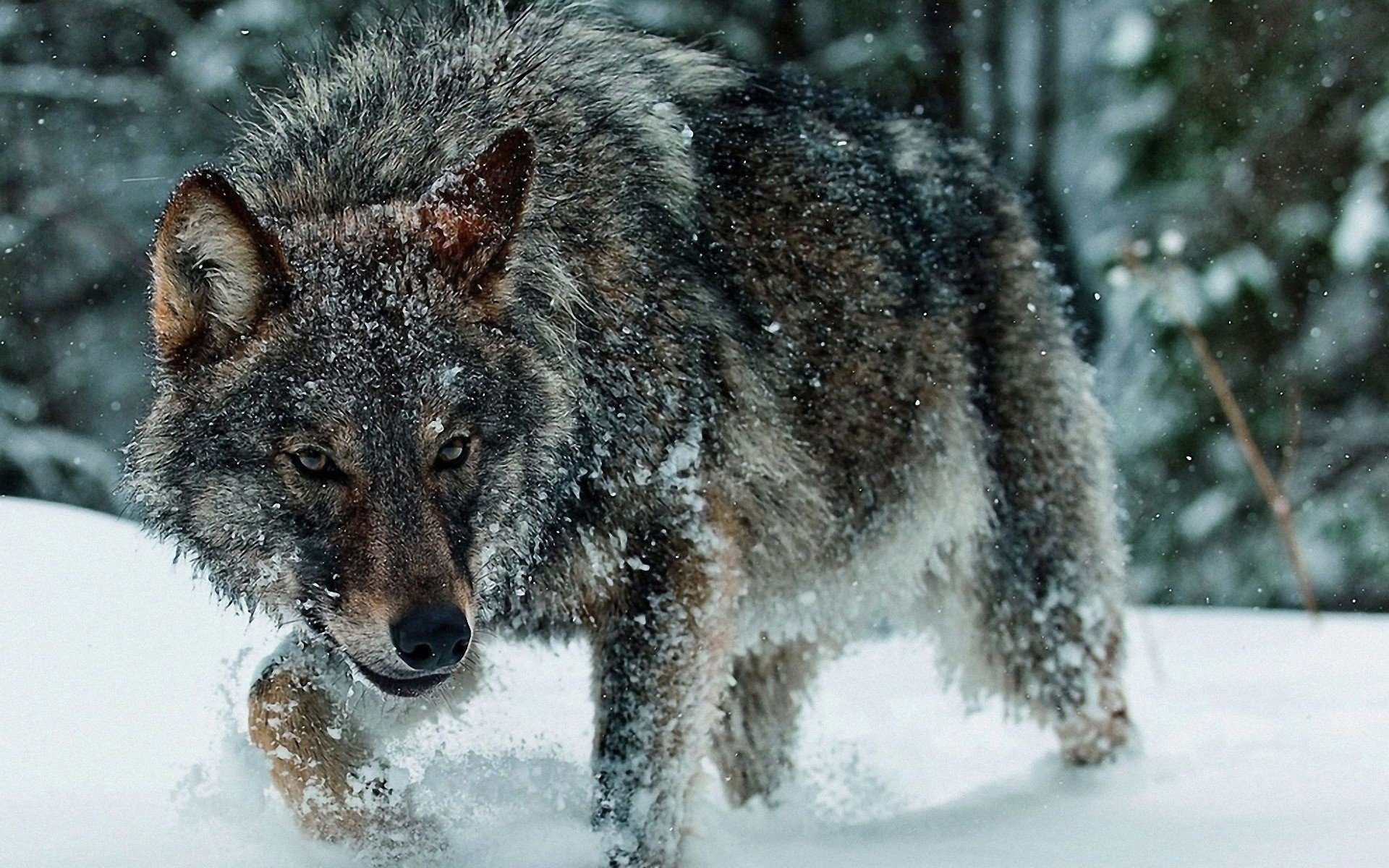 Wolf In Snow Wallpapers