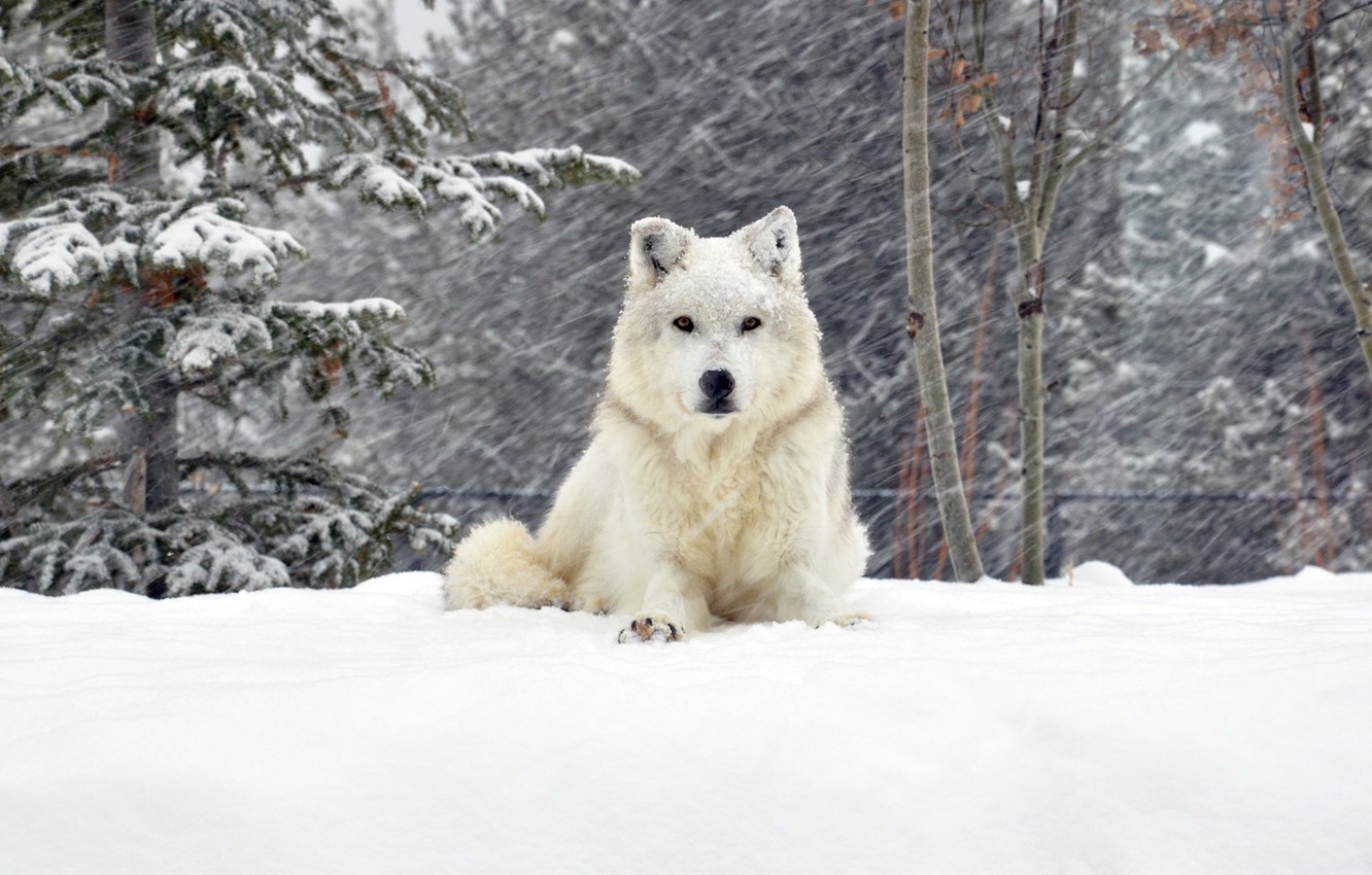 Wolf In Snow Wallpapers