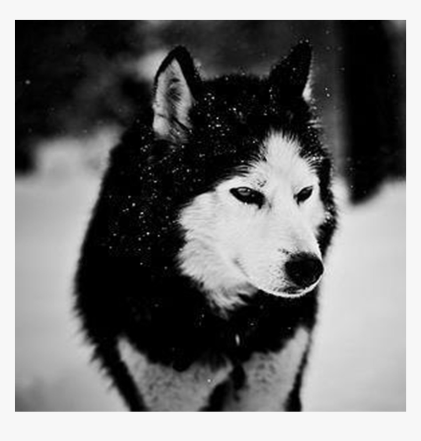 Wolf In Snow Wallpapers