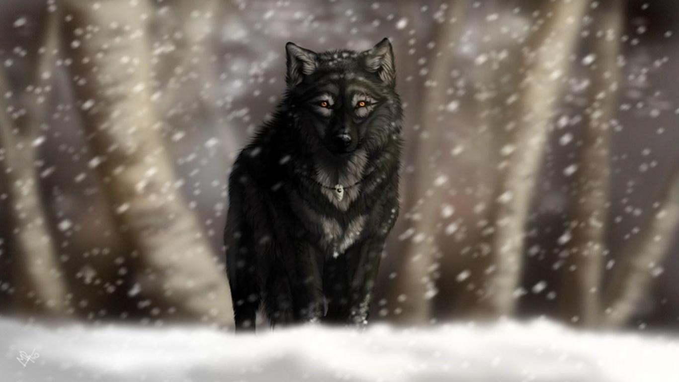 Wolf In Snow Wallpapers
