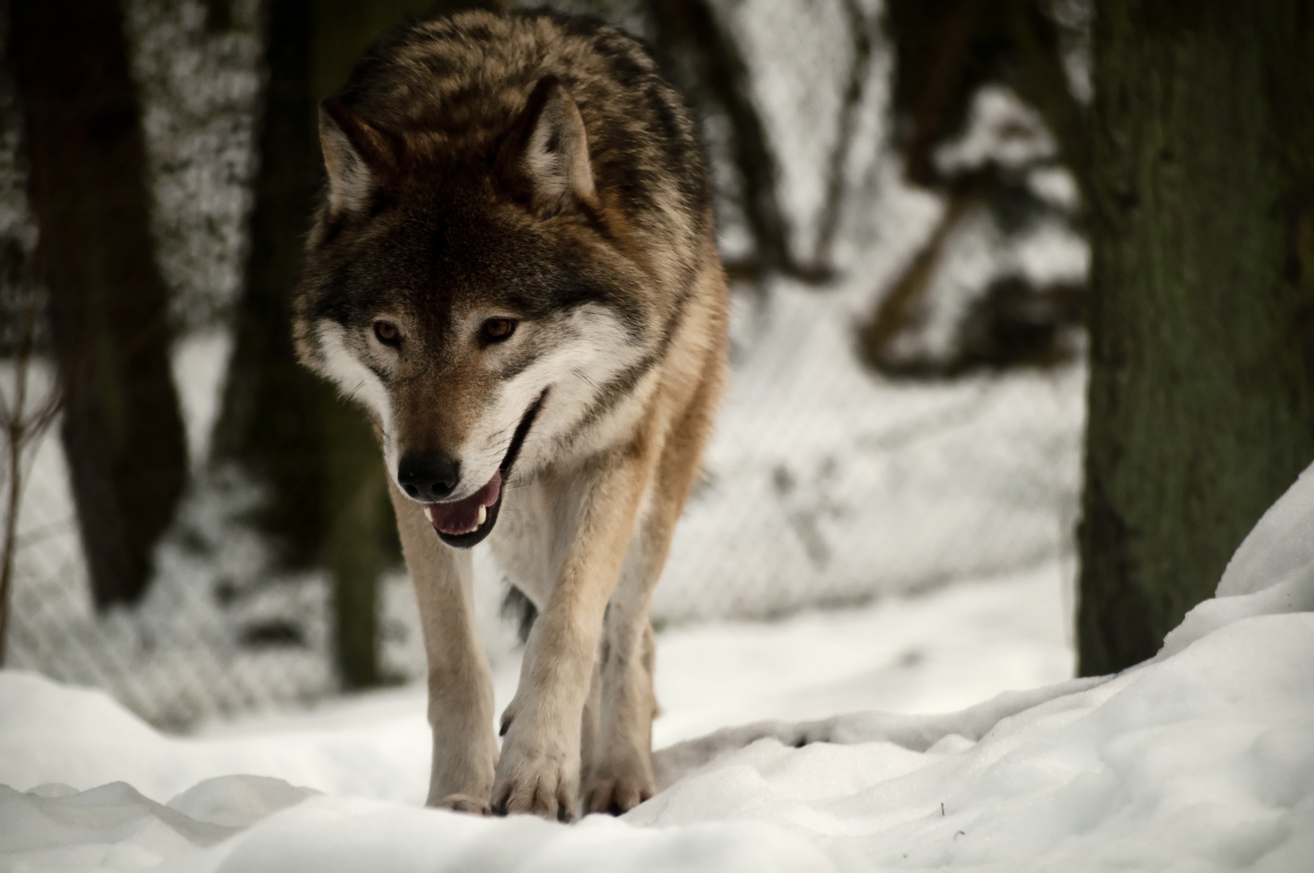 Wolf In Snow Wallpapers