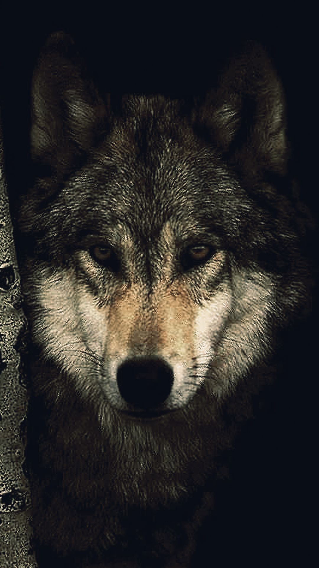 Wolf Iphone 6 Wallpapers